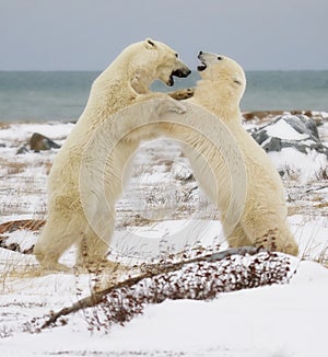 Polar bears sparring