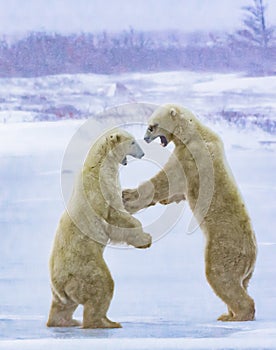 Polar Bears Sparring in a Strong Blizzard