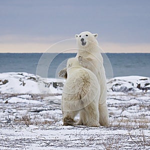 Polar bears sparring photo