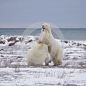 Polar Bears sparring photo