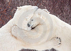 Polar bears sparring wrestling clawing and biting