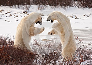 Polar bears sumo wrestle