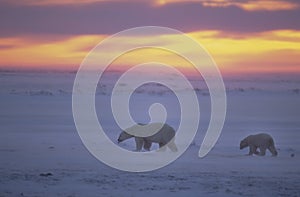 Polar bears at sunset in Canadian Arctic photo