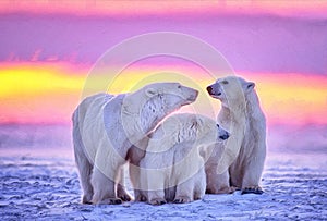 Polar bears at sunset, oil painting