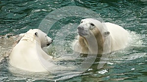 Polar bears swims and dives
