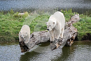 Polar bears on a tree trunk