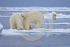 Polar Bears photo