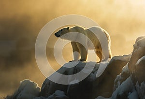 polar bears are walking on the melting Arctic sea ice and river. Warming temperatures gradually melt glaciers with Global climate