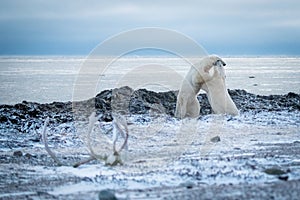 Polar bears wrestle near antlers on shore photo