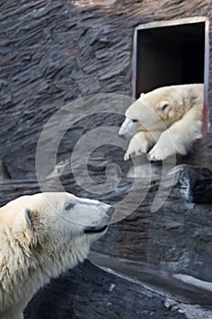 Polar bears at zoo