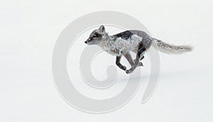 Polar fox runing in blizzard photo