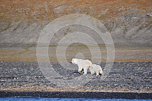 Polar female bear and bear cub 2