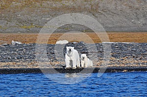 Polar female bear and bear cub