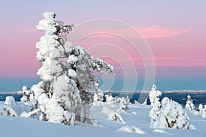 Polar forest under sunset
