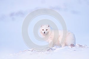 Polar fox with deer carcass in snow habitat, winter landscape, Svalbard, Norway. Beautiful white animal in the snow. Wildlife
