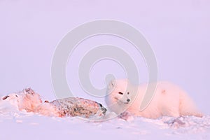 Polar fox with deer carcass in snow habitat, winter landscape, Svalbard, Norway. Beautiful white animal in the snow. Wildlife