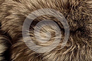 Polar Fox fur. Useful as texture