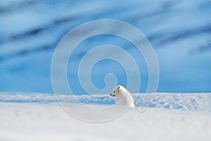 Polar fox in habitat, winter landscape, Svalbard, Norway. Beautiful animal in snow. Running fox. Wildlife action scene from nature