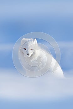 Polar fox in habitat, winter landscape, Svalbard, Norway. Beautiful white animal in the snow. Wildlife action scene from nature, V