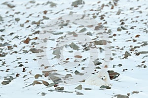 Polar fox in habitat, winter landscape, Svalbard, Norway. Beautiful white animal in the snow. Wildlife action scene from nature,