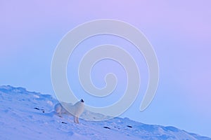 Polar fox in habitat, winter landscape, Svalbard, Norway. Beautiful white animal in the snow. Wildlife action scene from nature,