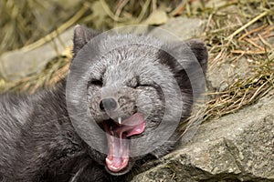 A polar fox lies on a rock and yawns