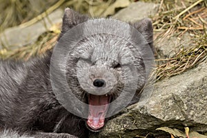 A polar fox lies on a rock and yawns