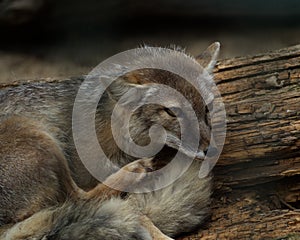 Polar Fox relaxing at zoo in summer at day