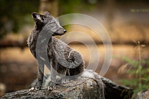 Polar fox on the rock