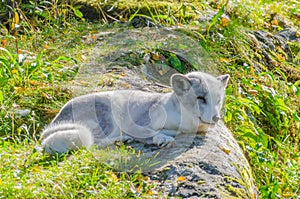 Polar fox sitting on a rock