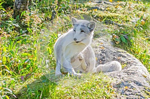 Polar fox sitting on a rock