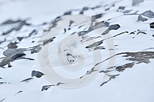 Polar fox sleep rest in snow habitat, winter landscape, Svalbard, Norway. Beautiful white animal in the snow. Wildlife action