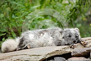 Polar fox sleeping on the rock