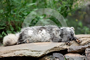 Polar fox sleeping on the rock