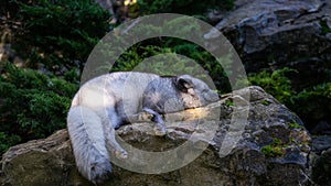 Polar fox sleeping on a rock