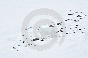 Polar fox in snow stone habitat, winter landscape, Svalbard, Norway. Beautiful white animal in the snow. Wildlife action scene