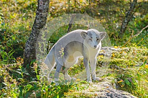 Polar fox standing on a rock