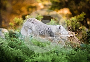 Polar Fox Stretching on the Stones under the Bush - White and Green Picture