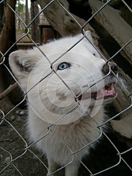 A polar fox with white hair and blue eyes stands in a cage of a zoo or menagerie and looks. An animal in captivity. Black nose and