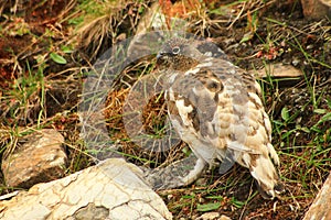 Polar grouse