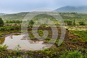 Polar landscape with granite stones and plants.