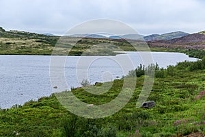 Polar landscape with granite stones and plants.