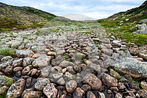 Polar landscape with granite stones and plants.