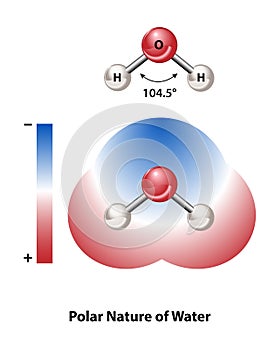 Polar Nature of Water Molecules