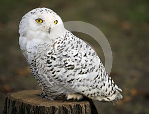 Polar owl male closeup shot.