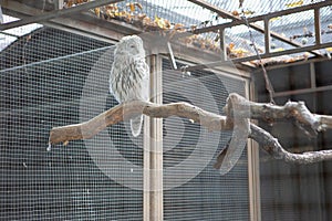 Polar owl on a massive tree branch