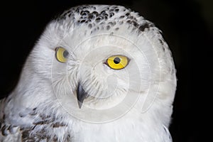 Polar owl portrait with black background
