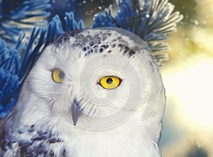 Polar owl portrait with natural background
