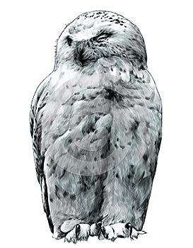 Polar owl sitting with closed eyes