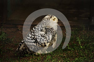 Polar owl in zoo on dark background